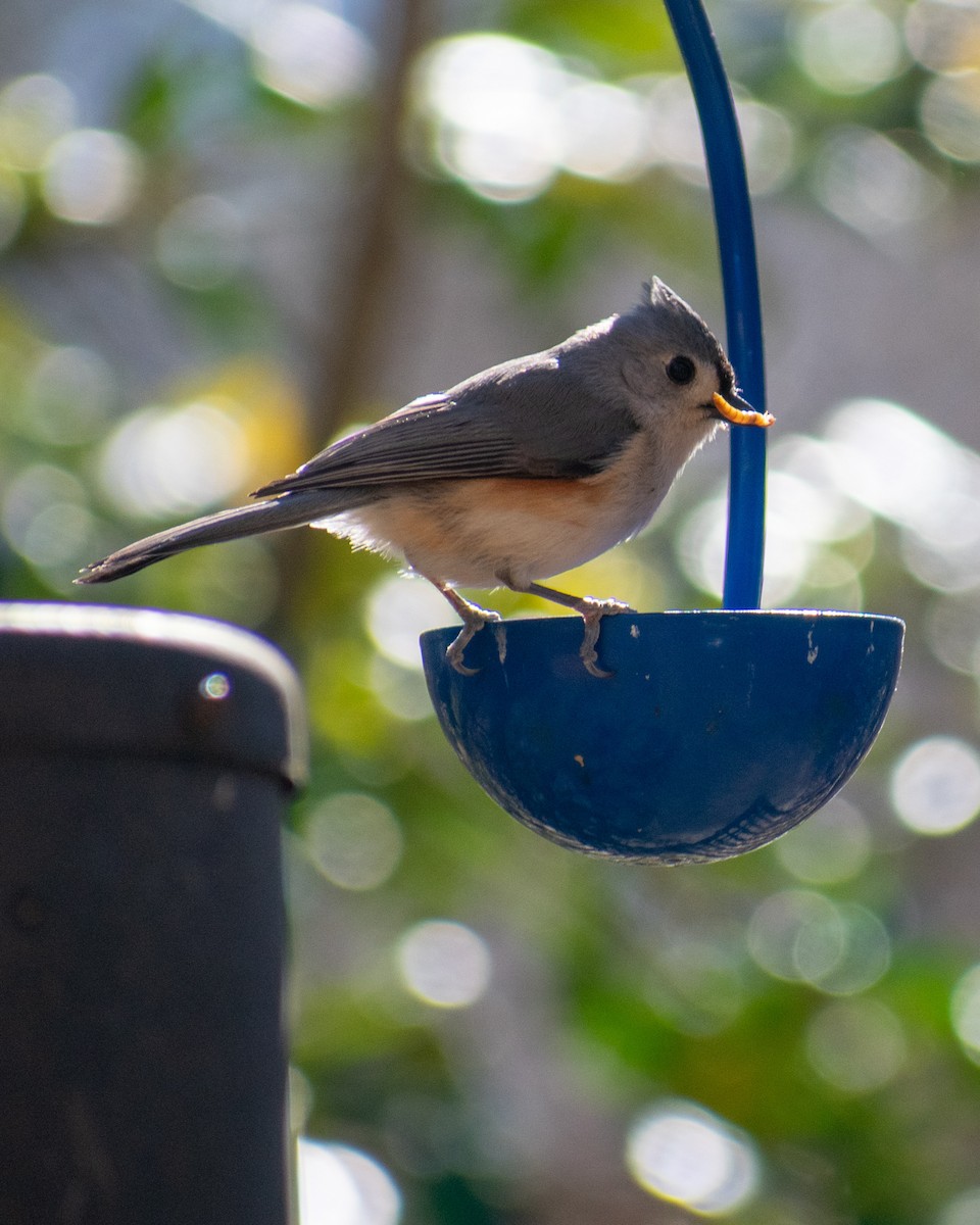Tufted Titmouse - ML615058248