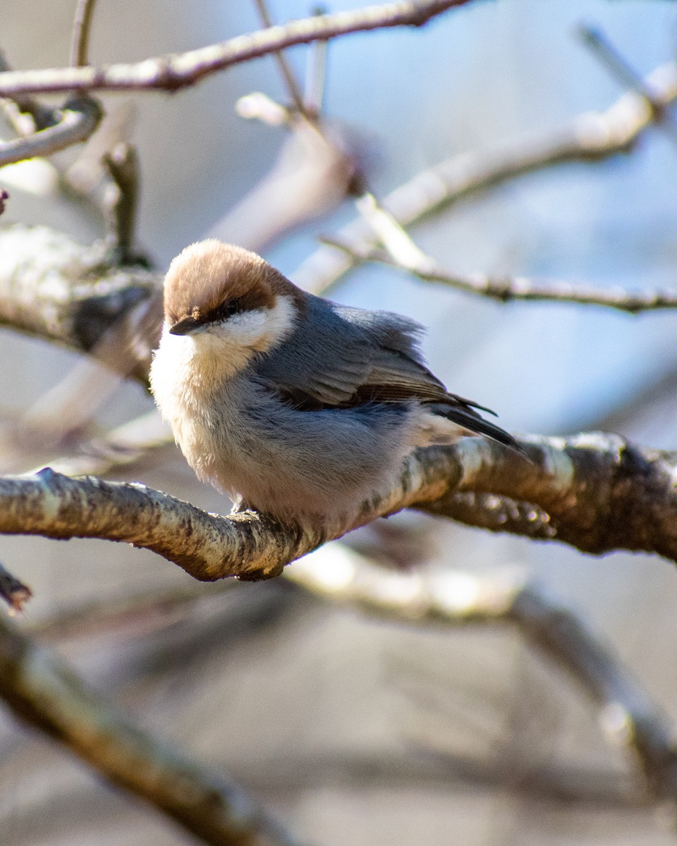 Brown-headed Nuthatch - ML615058250