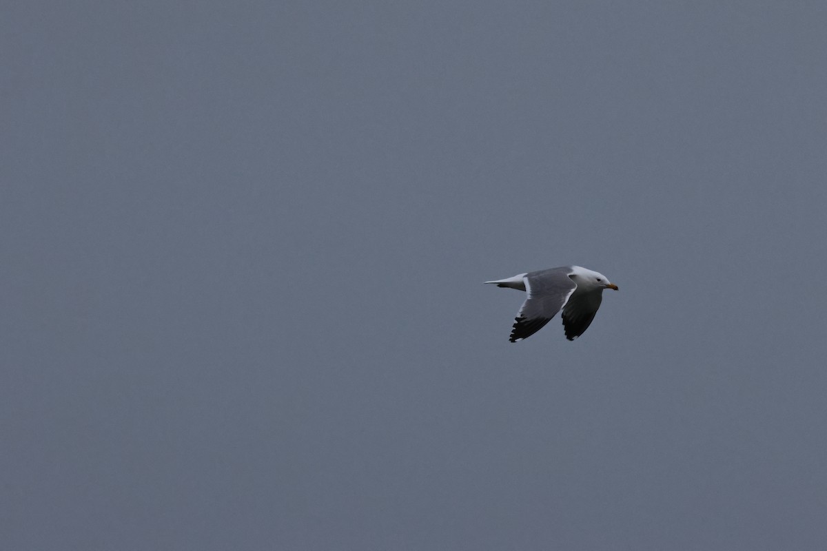 Yellow-legged Gull - ML615058251