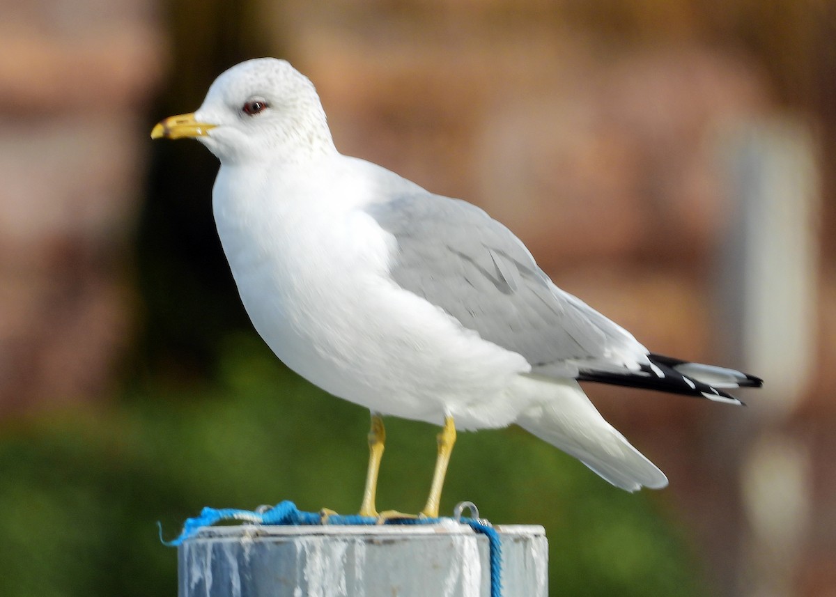 Common Gull - ML615058259