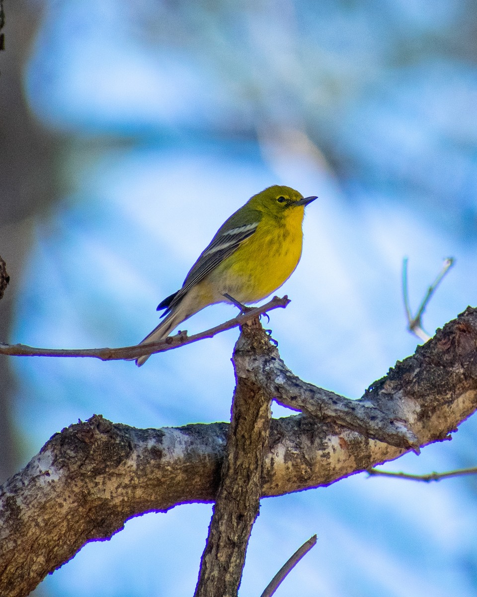 Pine Warbler - ML615058261