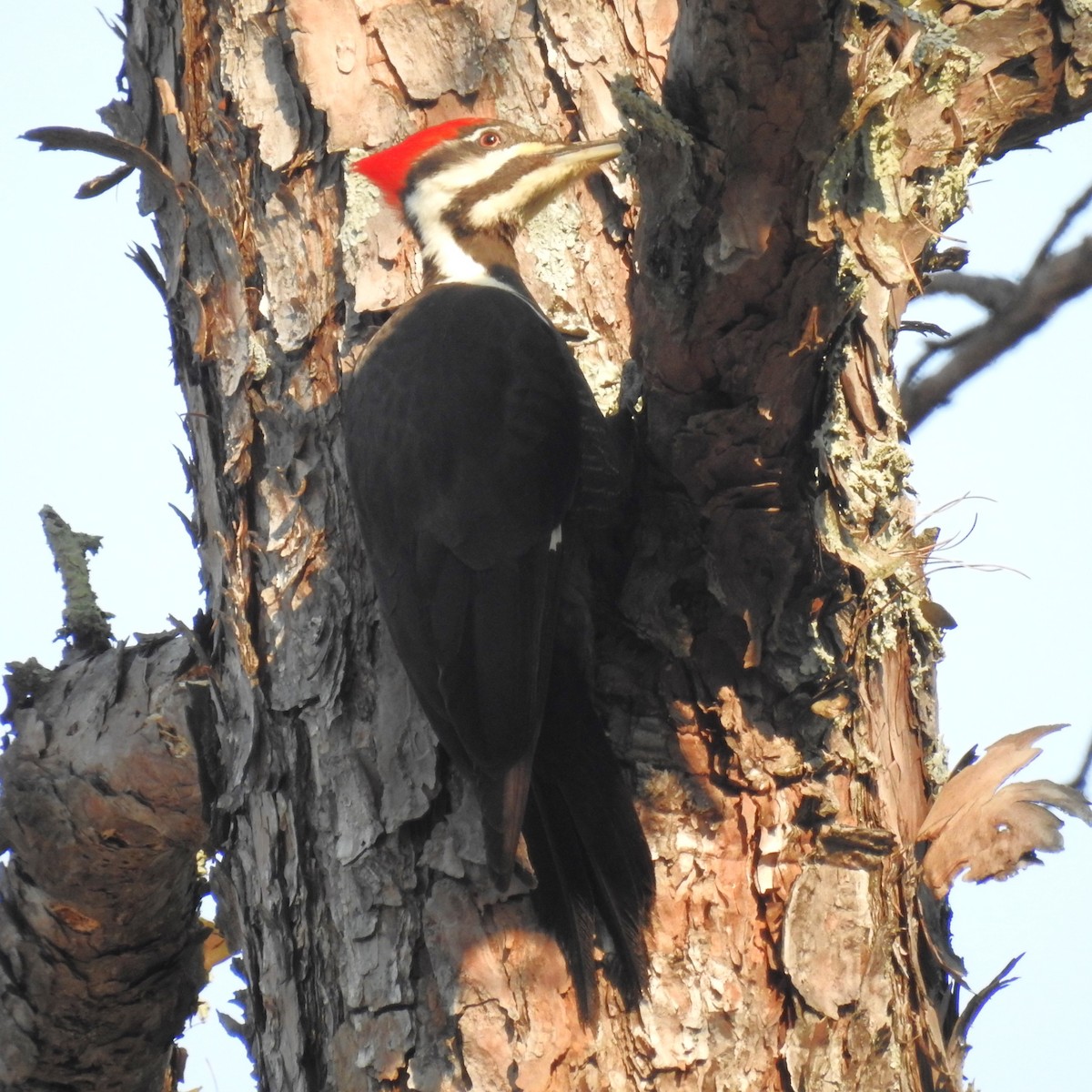 Pileated Woodpecker - ML615058271
