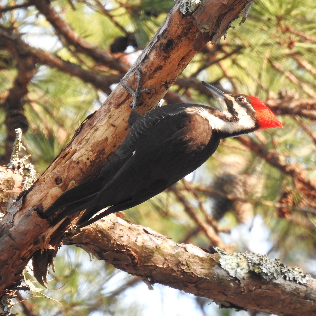 Pileated Woodpecker - ML615058274