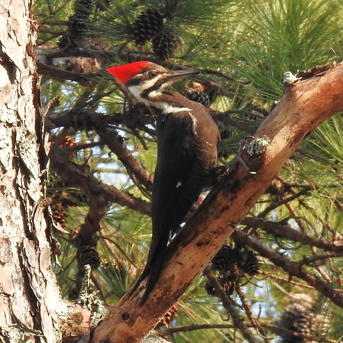 Pileated Woodpecker - ML615058281