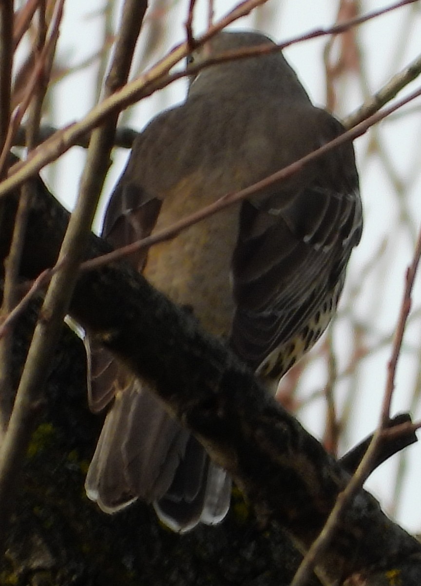 Mistle Thrush - ML615058283