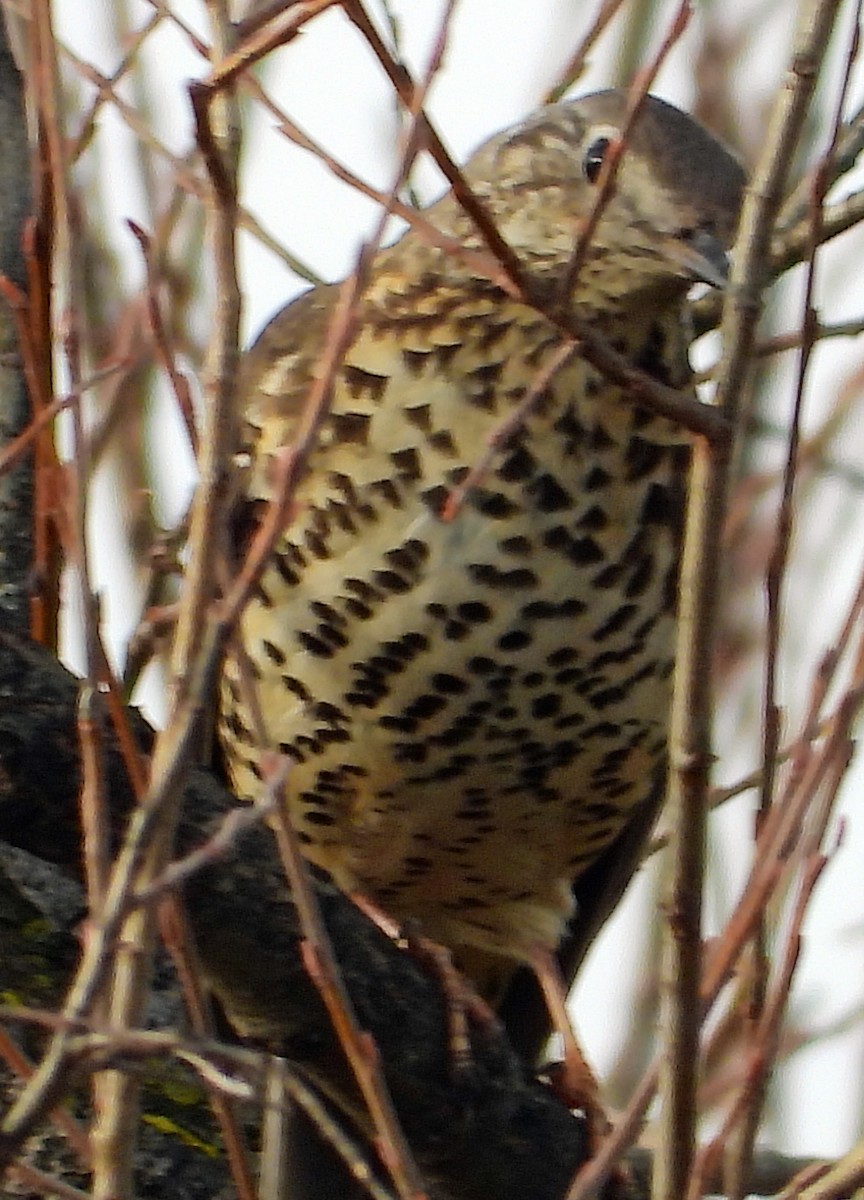 Mistle Thrush - ML615058284