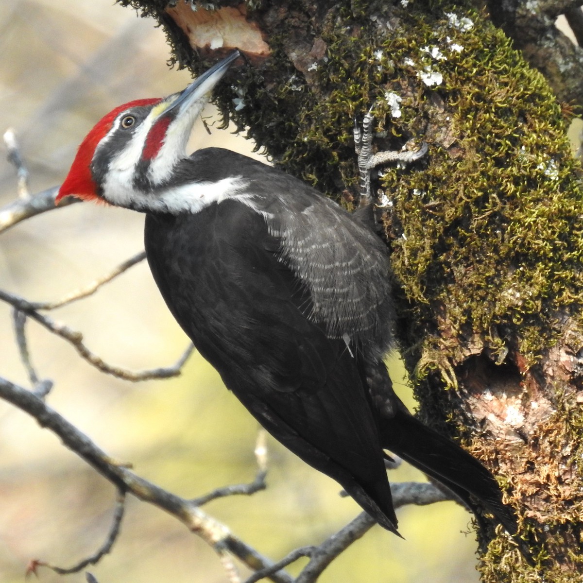 Pileated Woodpecker - ML615058308