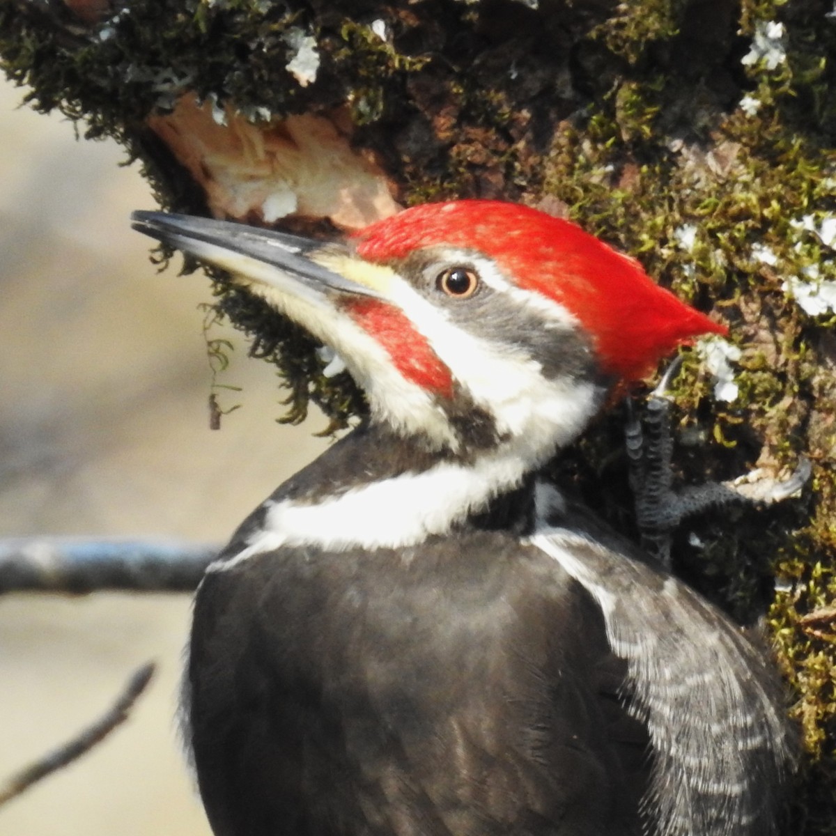 Pileated Woodpecker - ML615058310