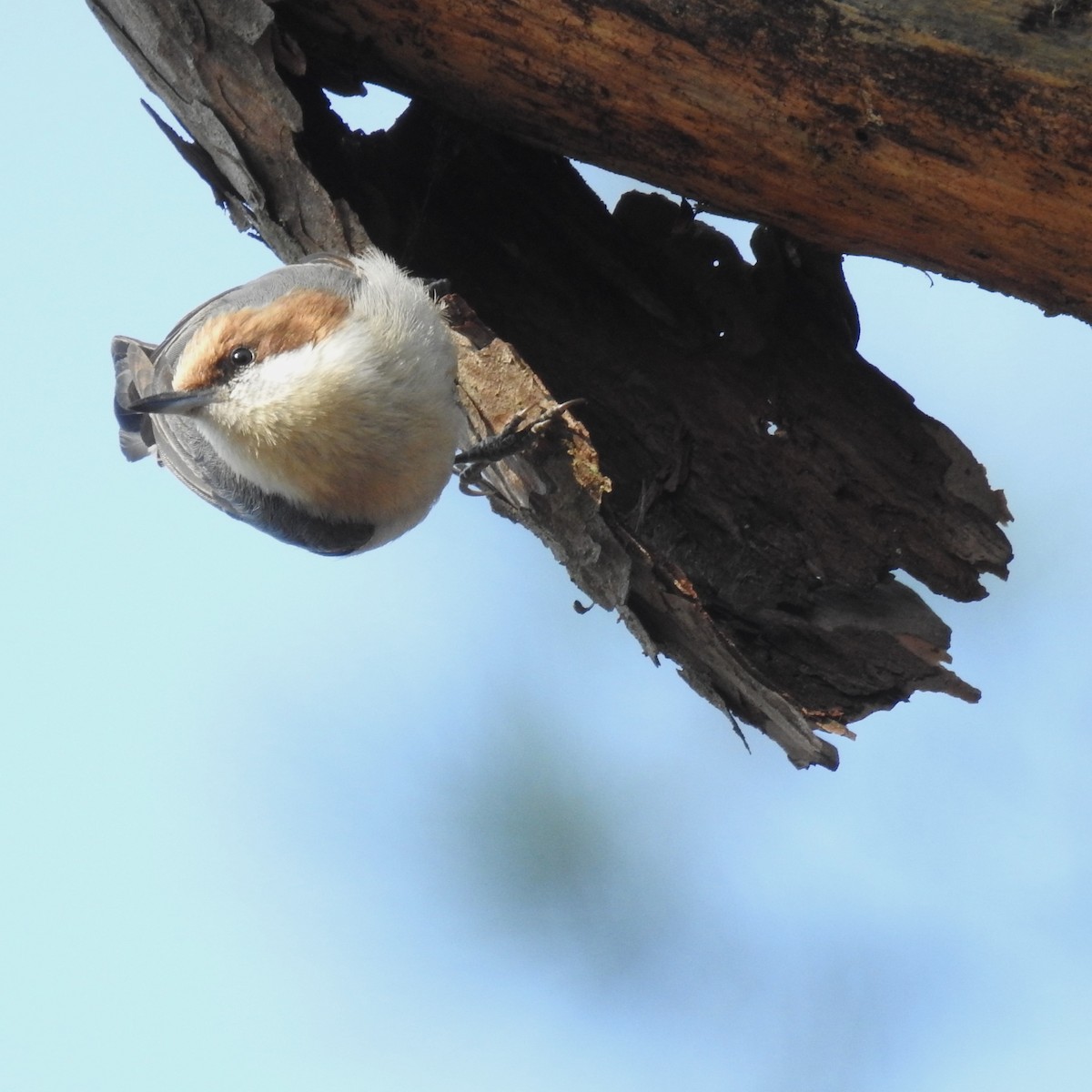 Brown-headed Nuthatch - ML615058314