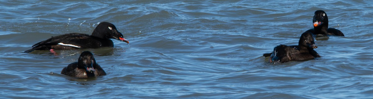 White-winged Scoter - ML615058359