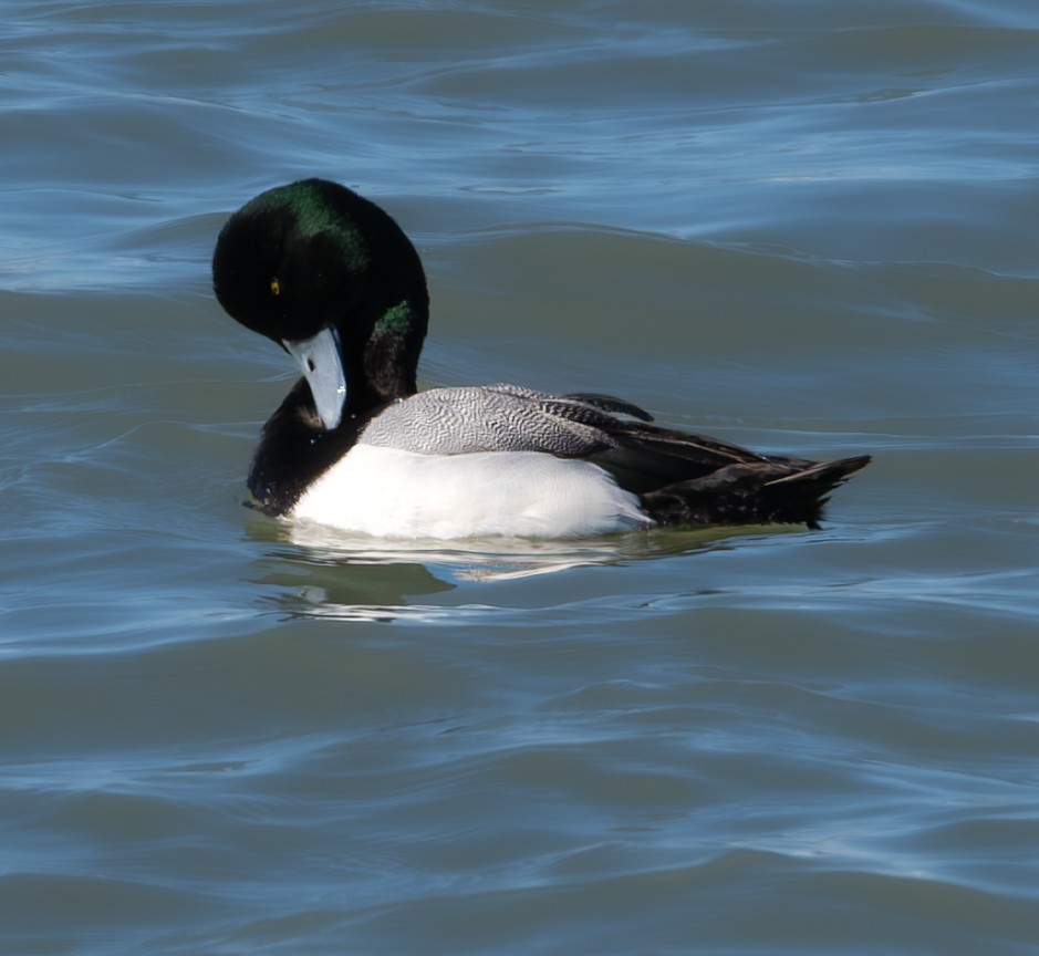 Greater Scaup - ML615058369