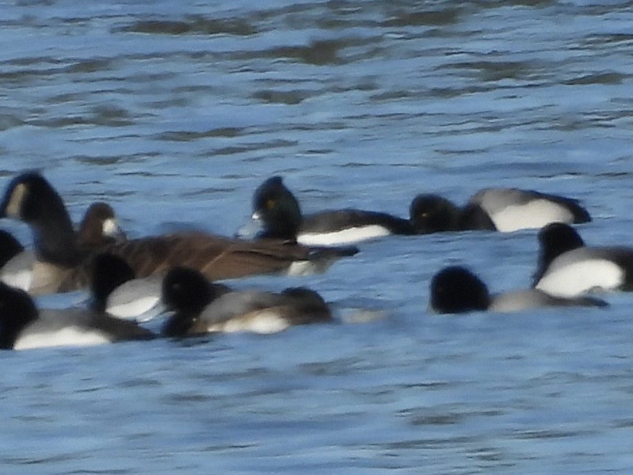 Tufted Duck x scaup sp. (hybrid) - ML615058418