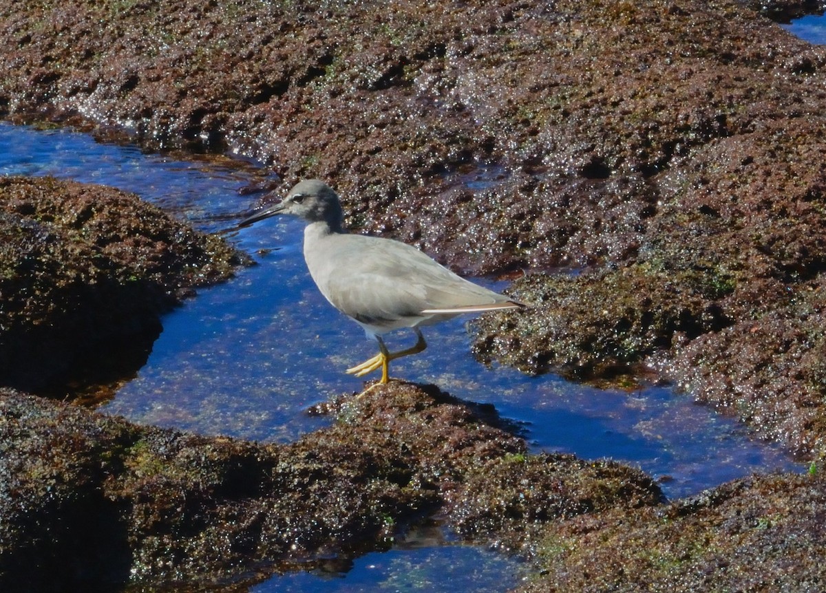 Wandering Tattler - ML615058474