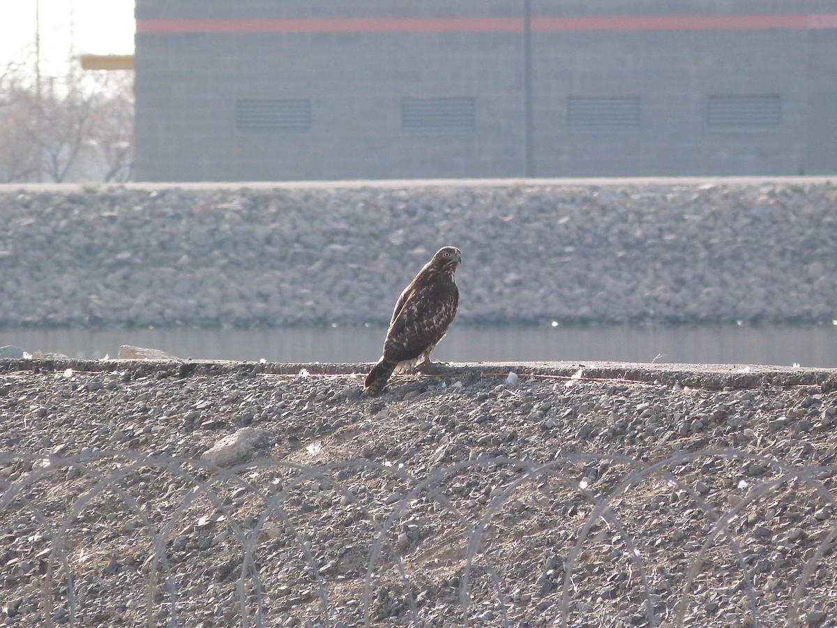 Red-tailed Hawk - ML615058493