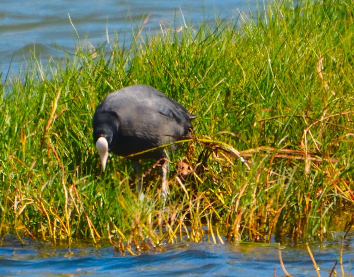 Hawaiian Coot (White-shielded) - ML615058504