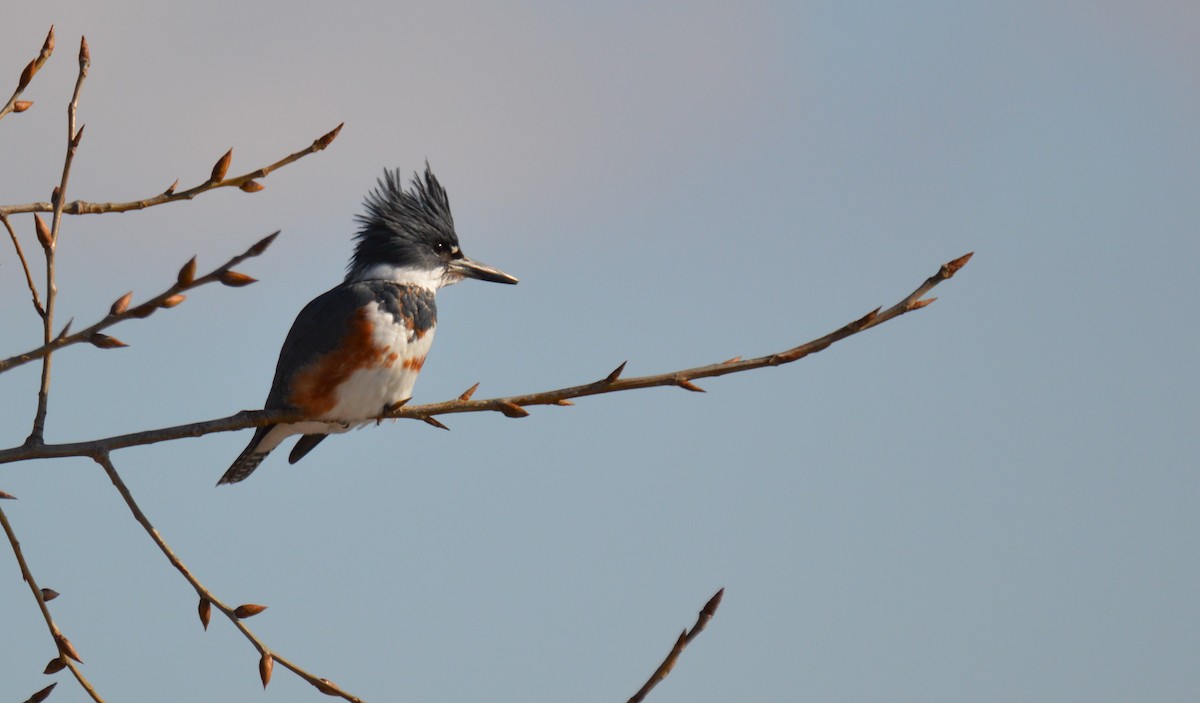 Belted Kingfisher - ML615058631