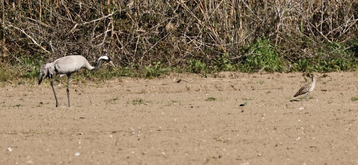 Eurasian Curlew - ML615058660