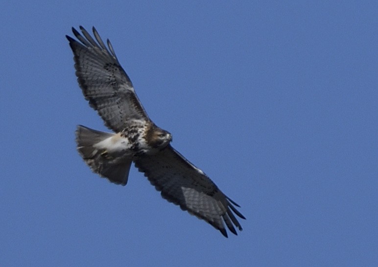 Red-tailed Hawk - Jyothish Nelson