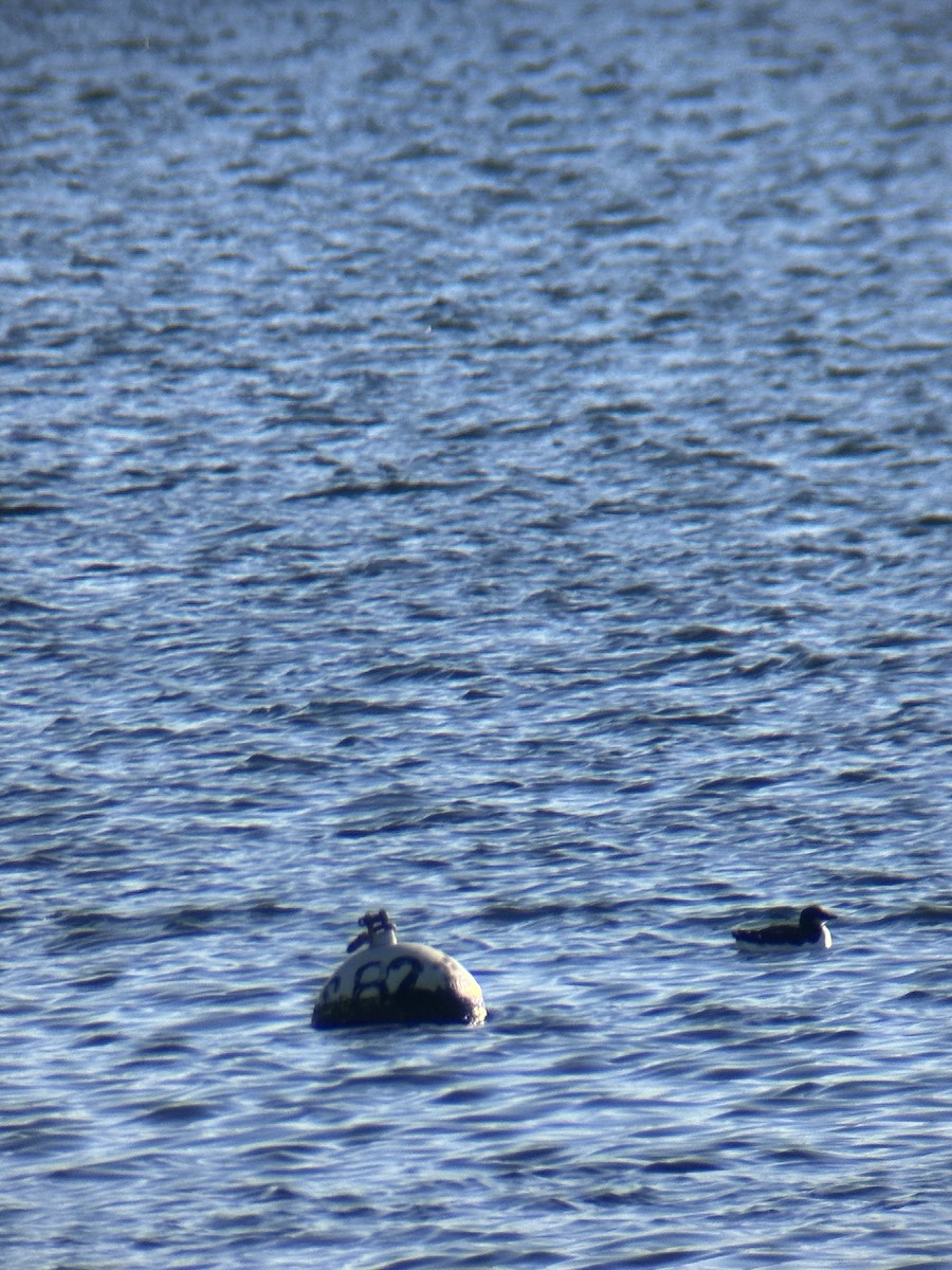 Thick-billed Murre - ML615058711