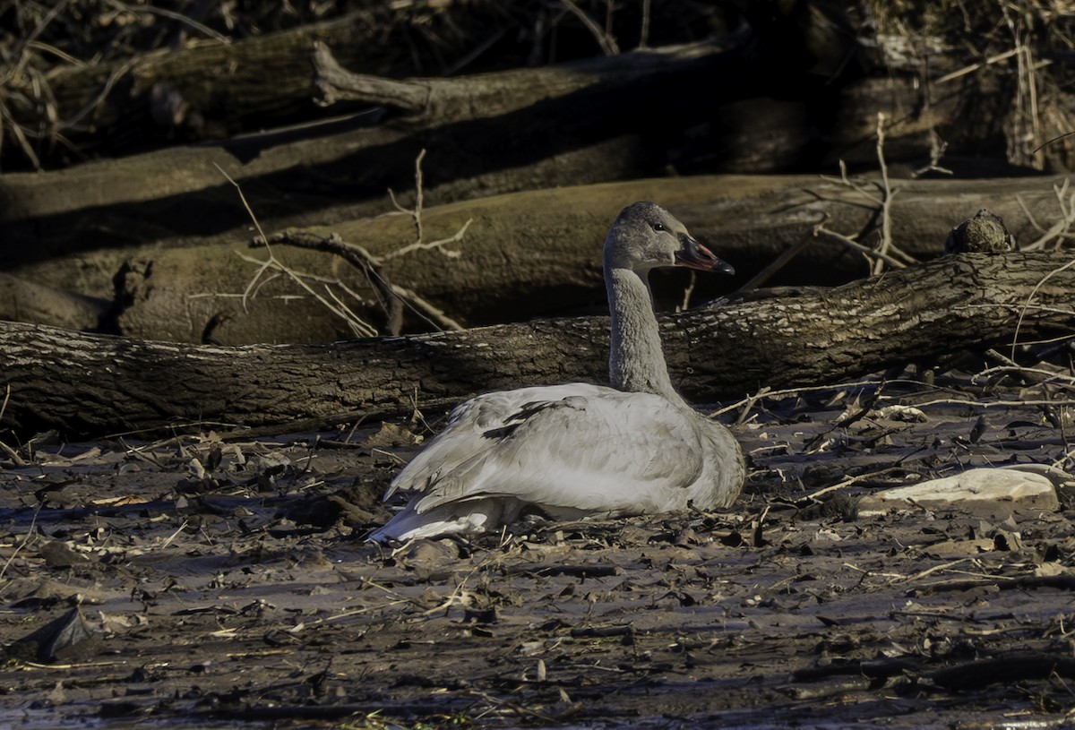 Trumpeter Swan - ML615058713