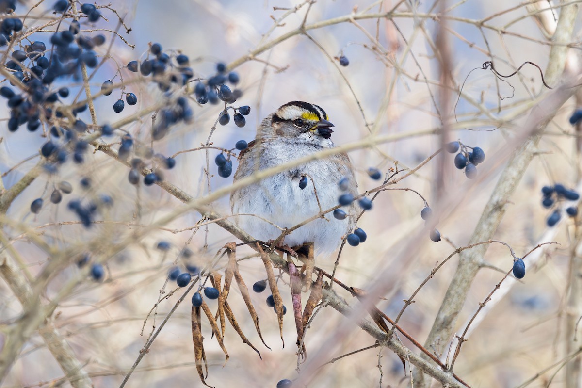 White-throated Sparrow - ML615058788