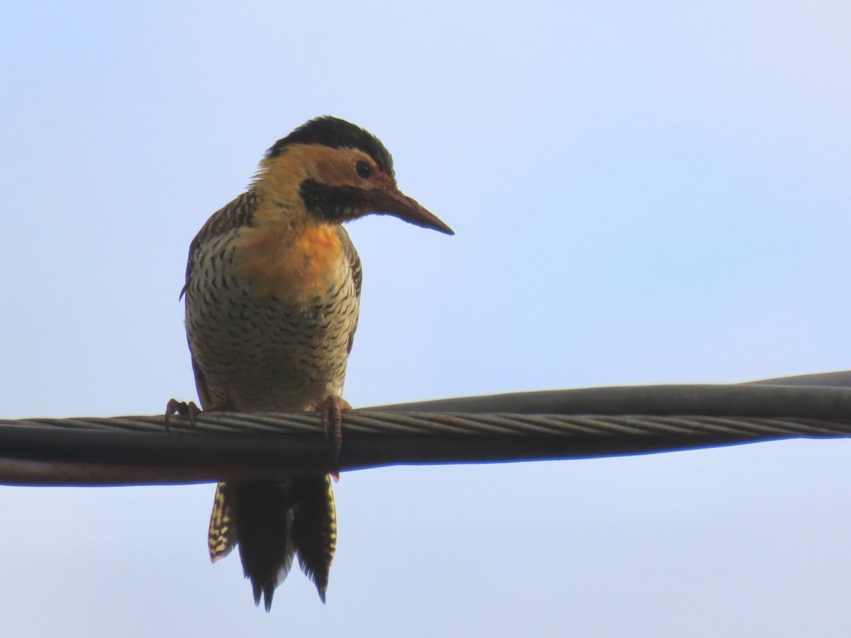 Carpintero Campestre (campestris) - ML615058819