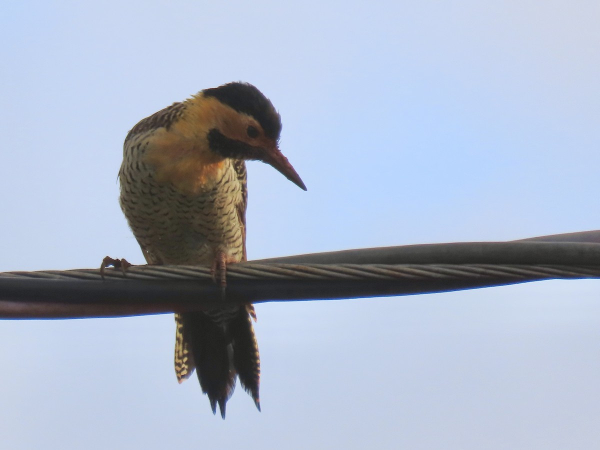 Пампасный дятел (campestris) - ML615058820