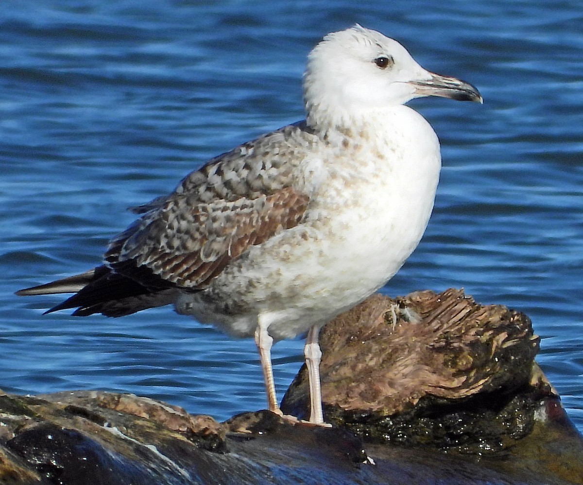 Yellow-legged Gull - ML615058828