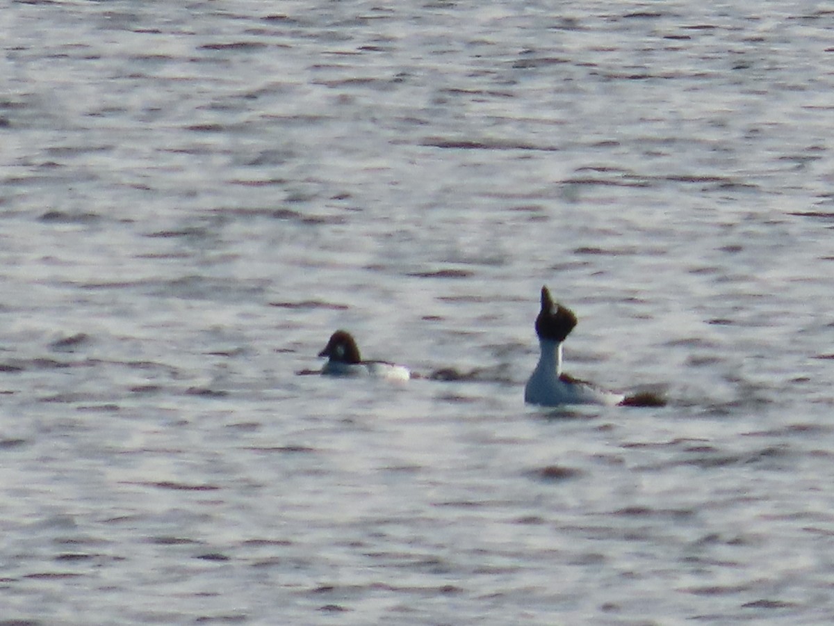 Common Goldeneye - Amy Burlingame