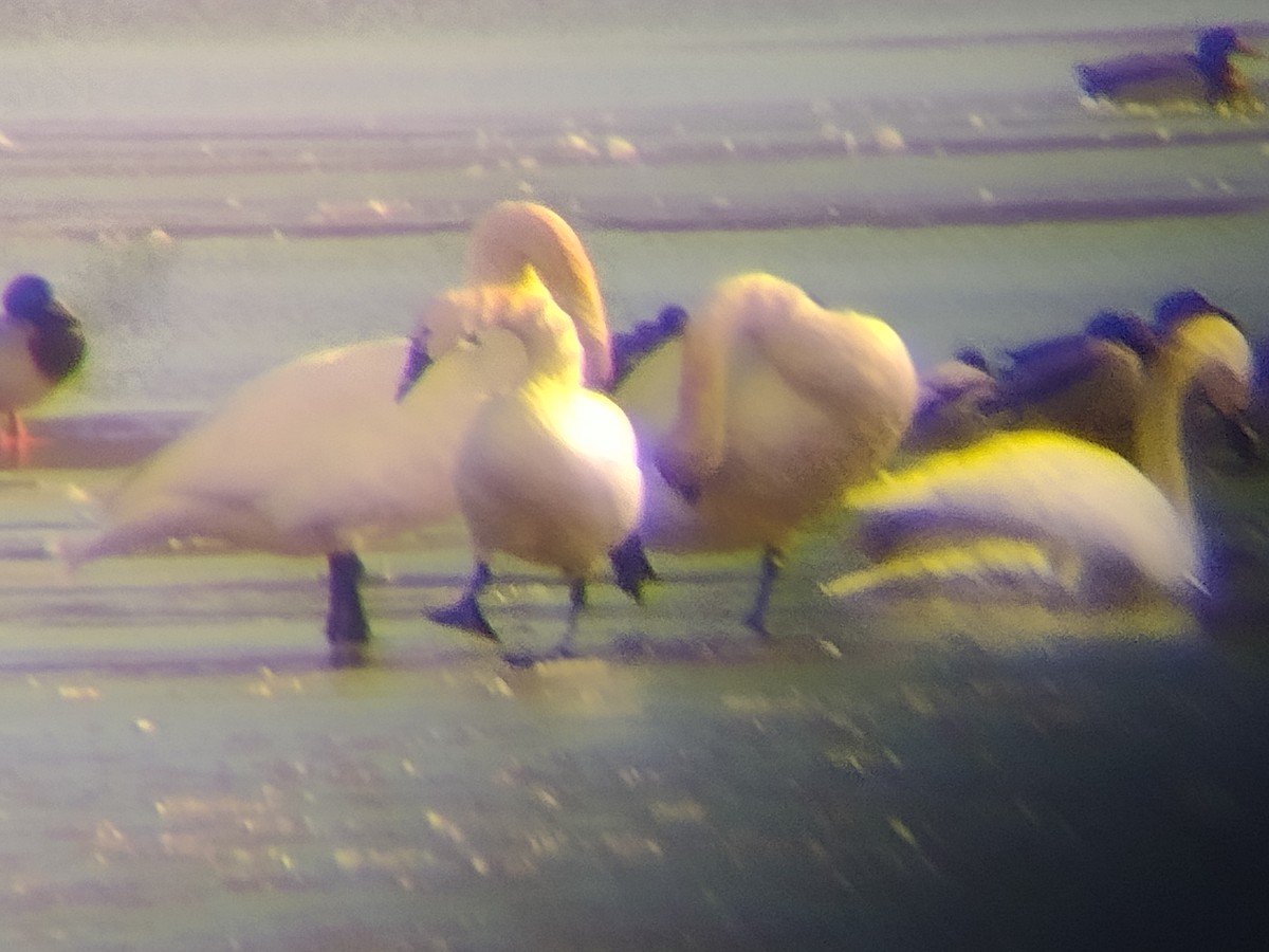 Tundra Swan - Steven Romo