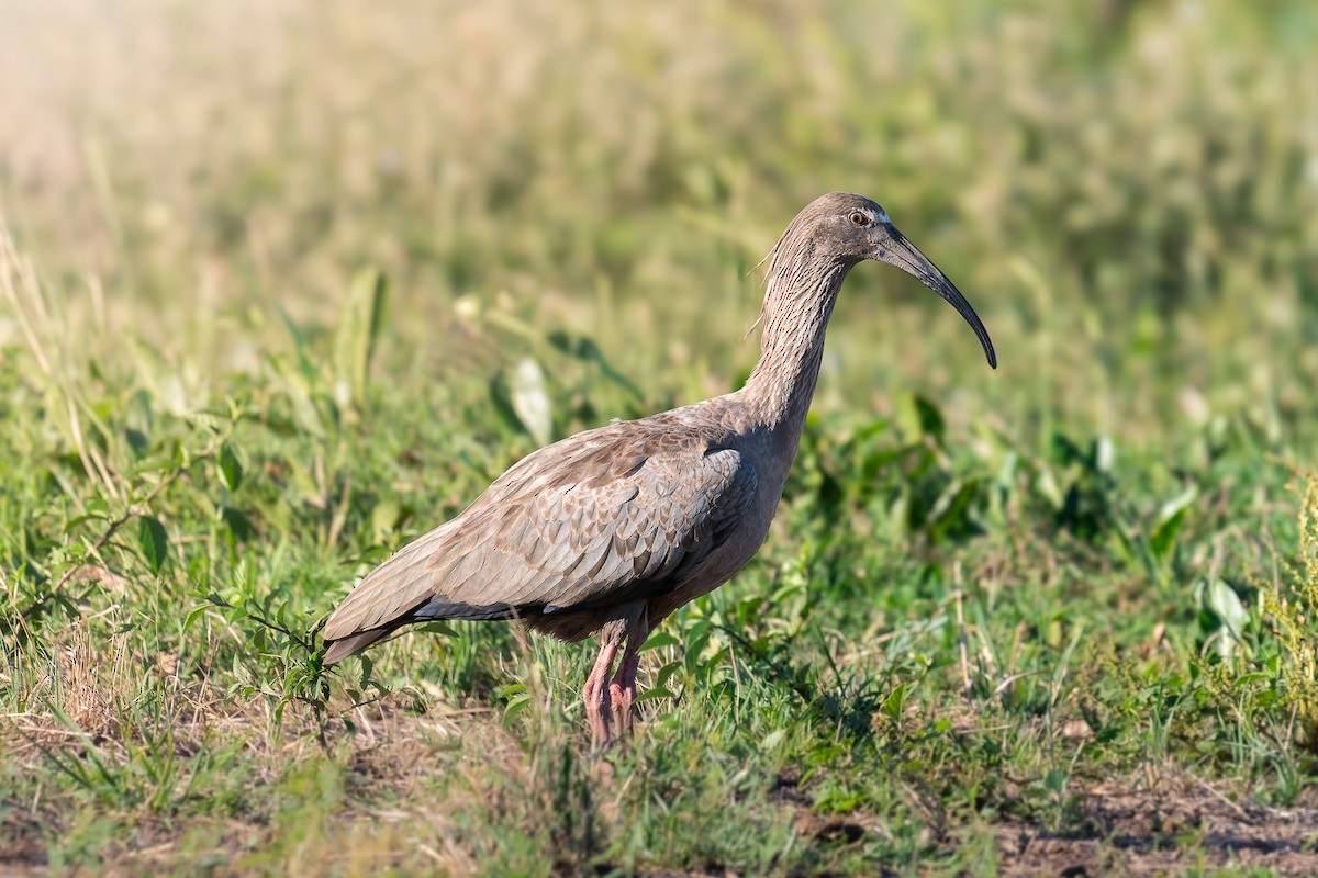 Plumbeous Ibis - Pablo Ramos