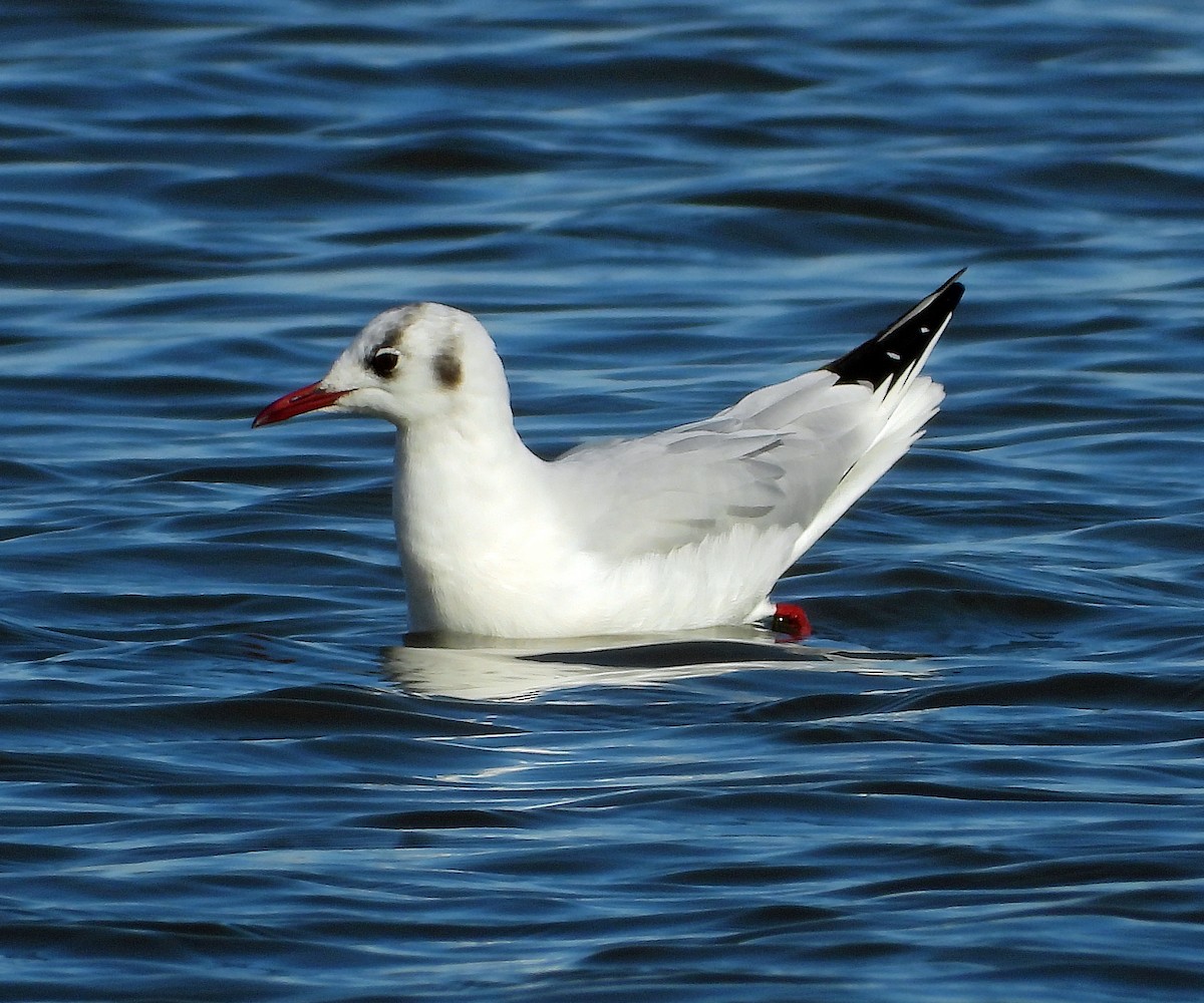 Mouette rieuse - ML615058902