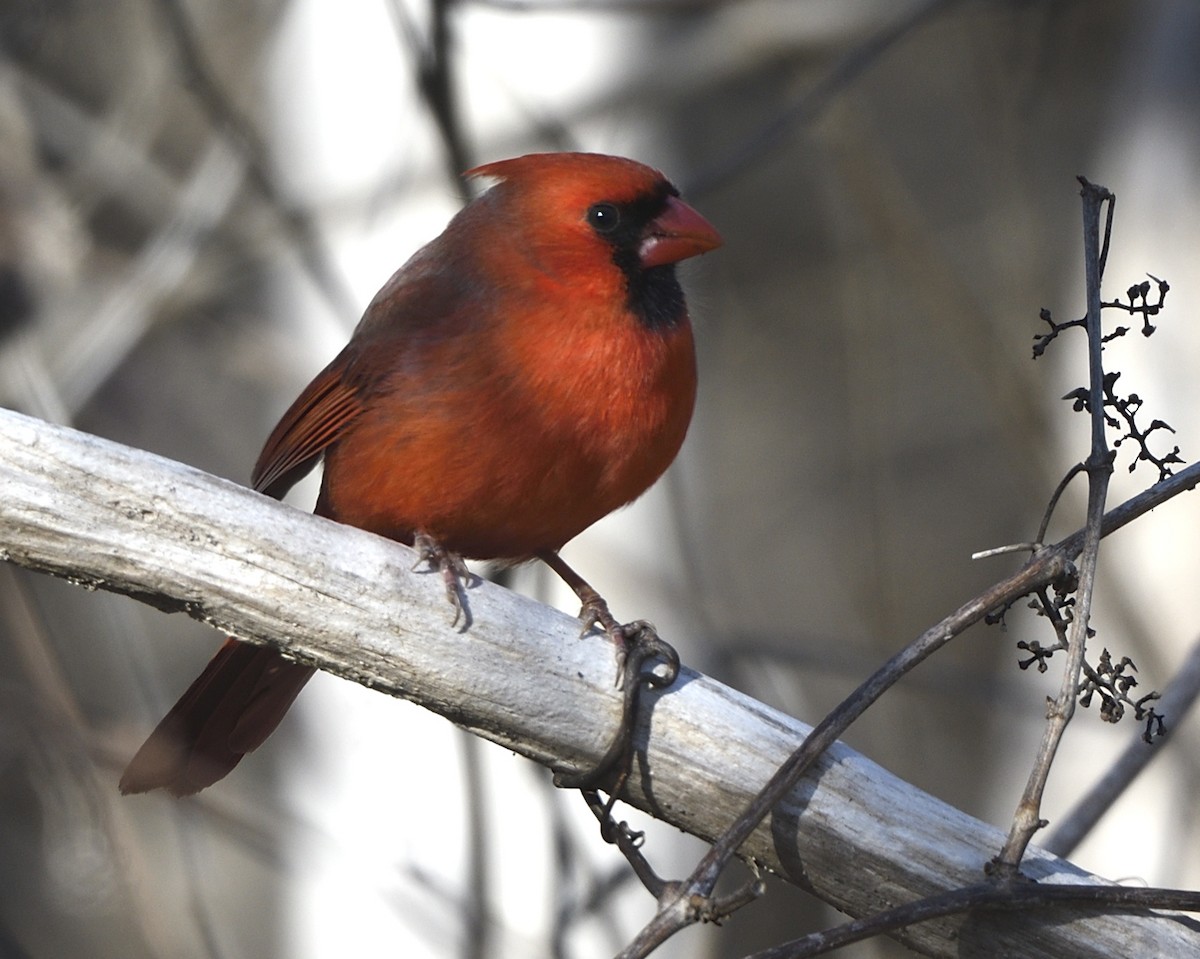 Northern Cardinal - ML615058991