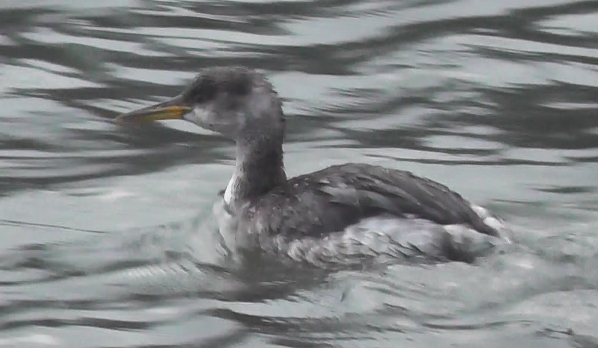 Red-necked Grebe - ML615058996