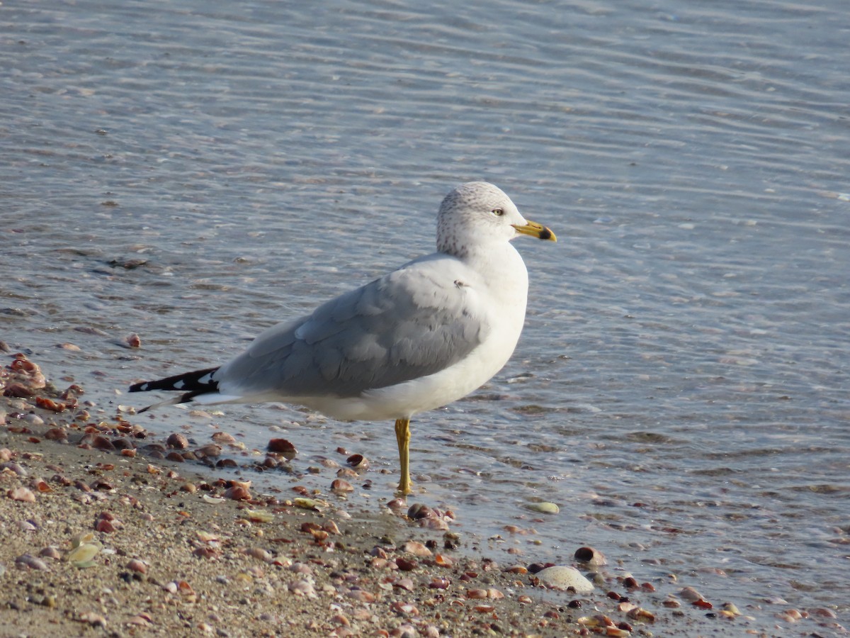 Ring-billed Gull - Amy Burlingame