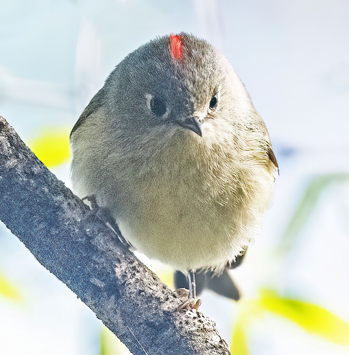 Ruby-crowned Kinglet - ML615059003