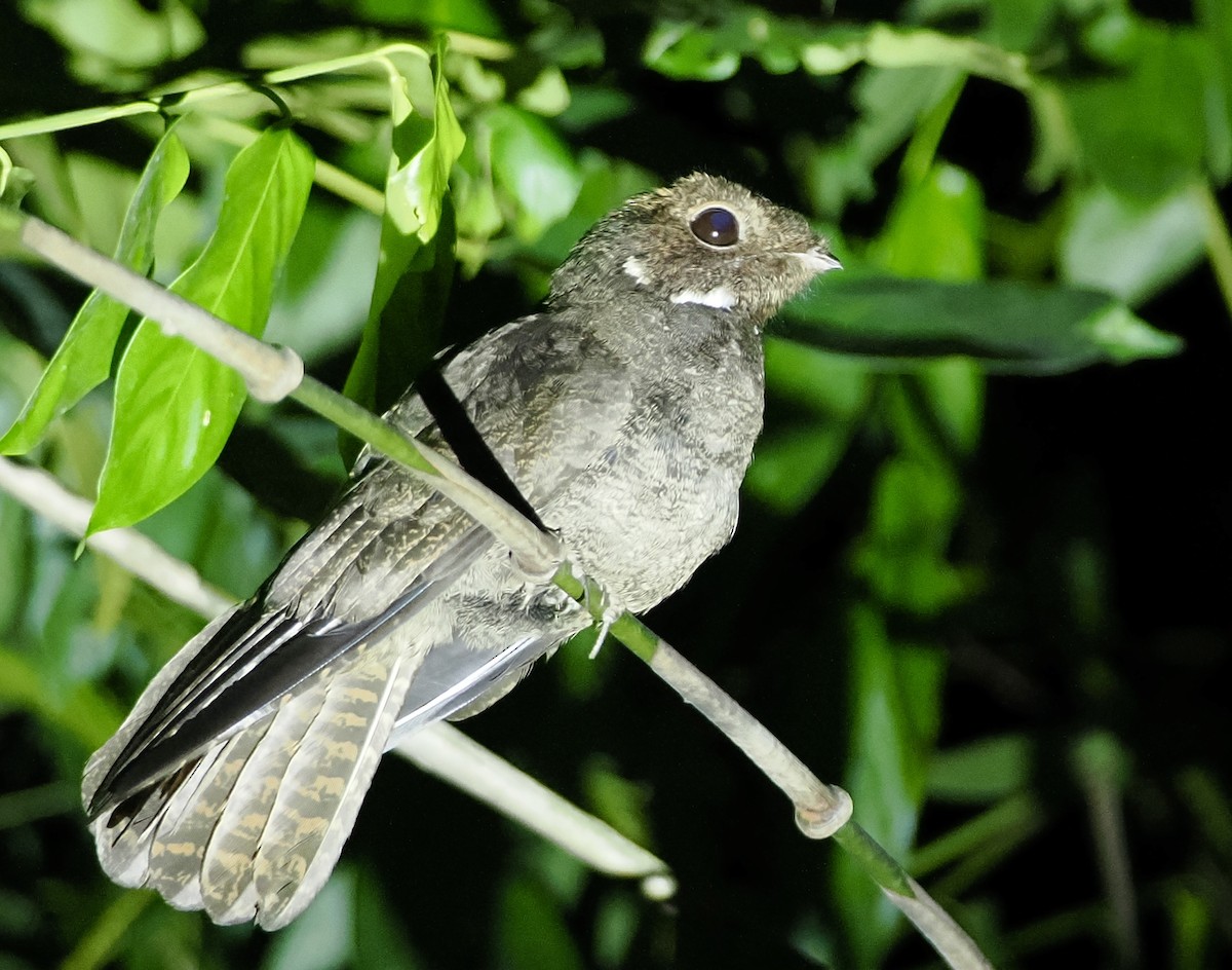 Бурый козодой - ML615059010