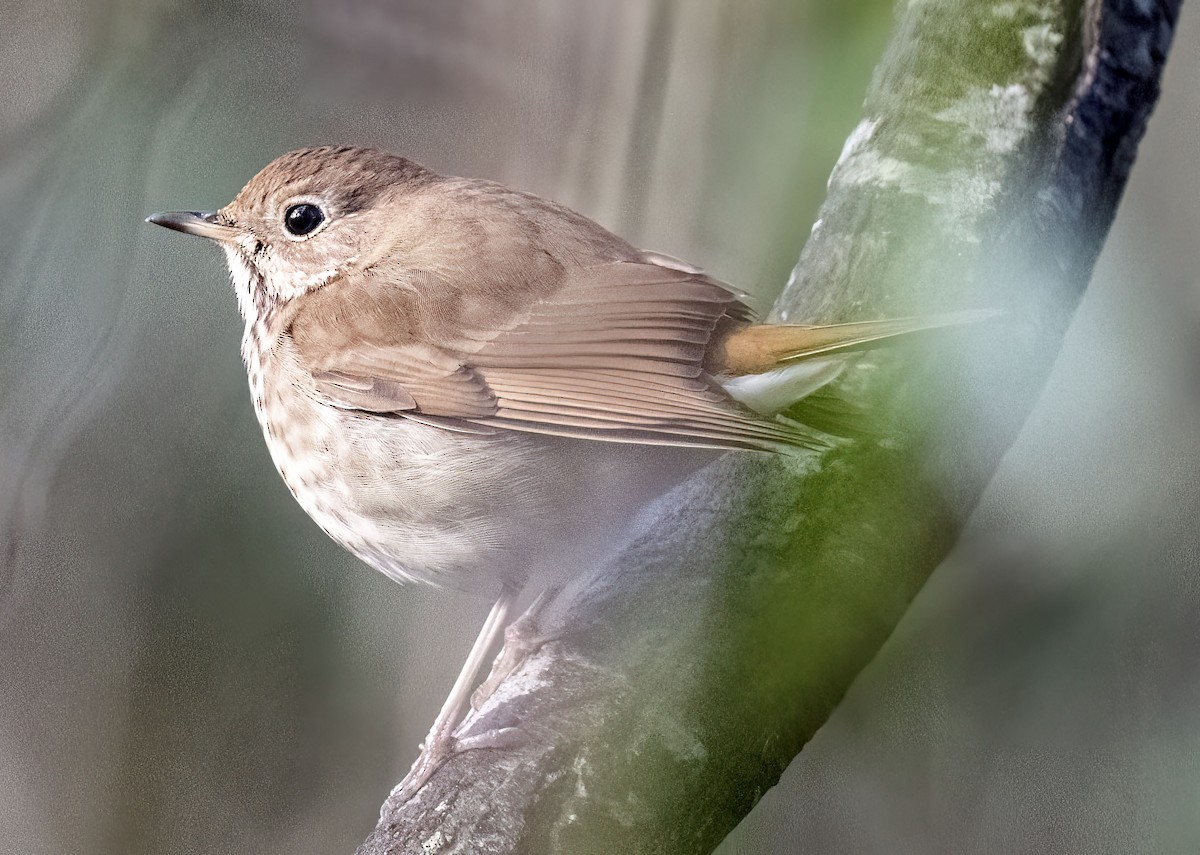 Hermit Thrush - ML615059013