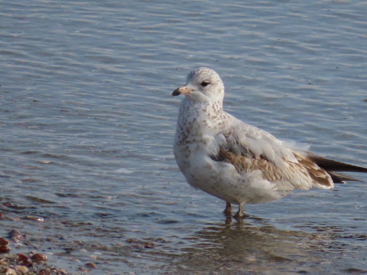 Ring-billed Gull - Amy Burlingame
