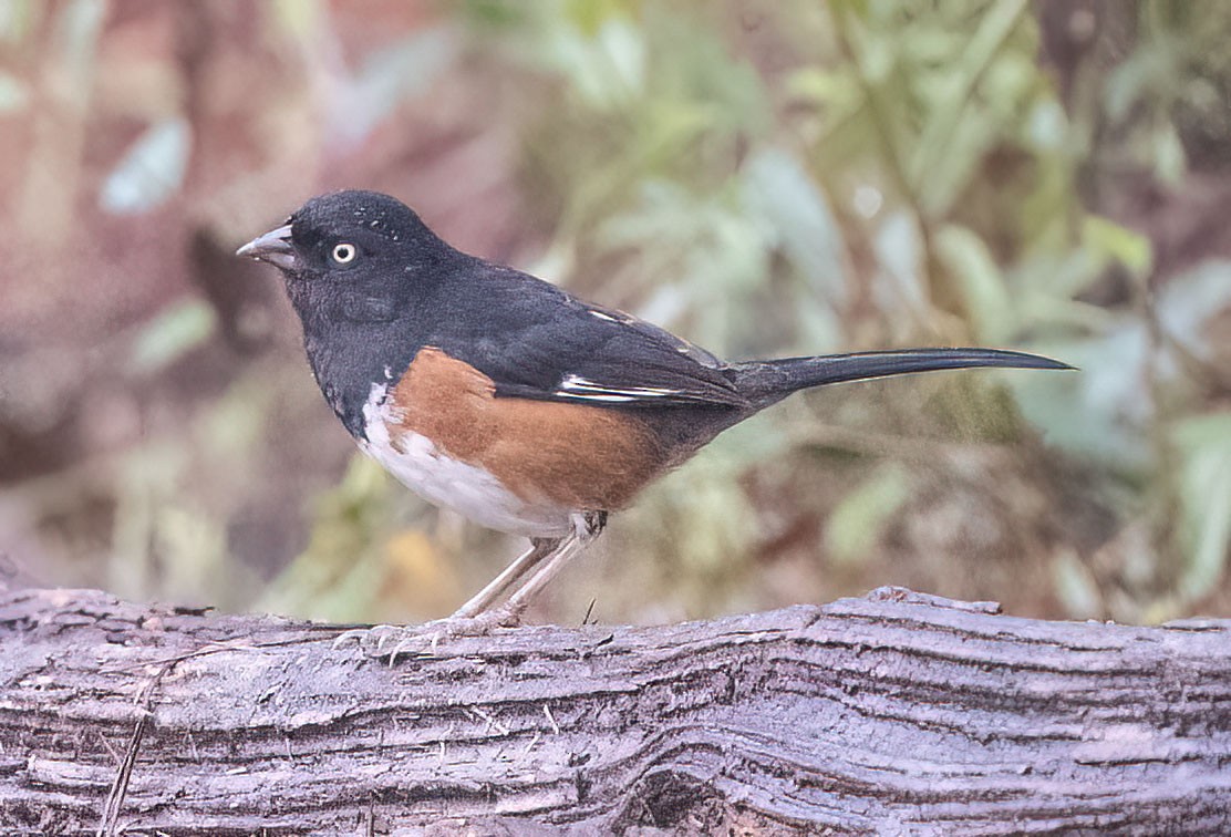 Eastern Towhee - ML615059024