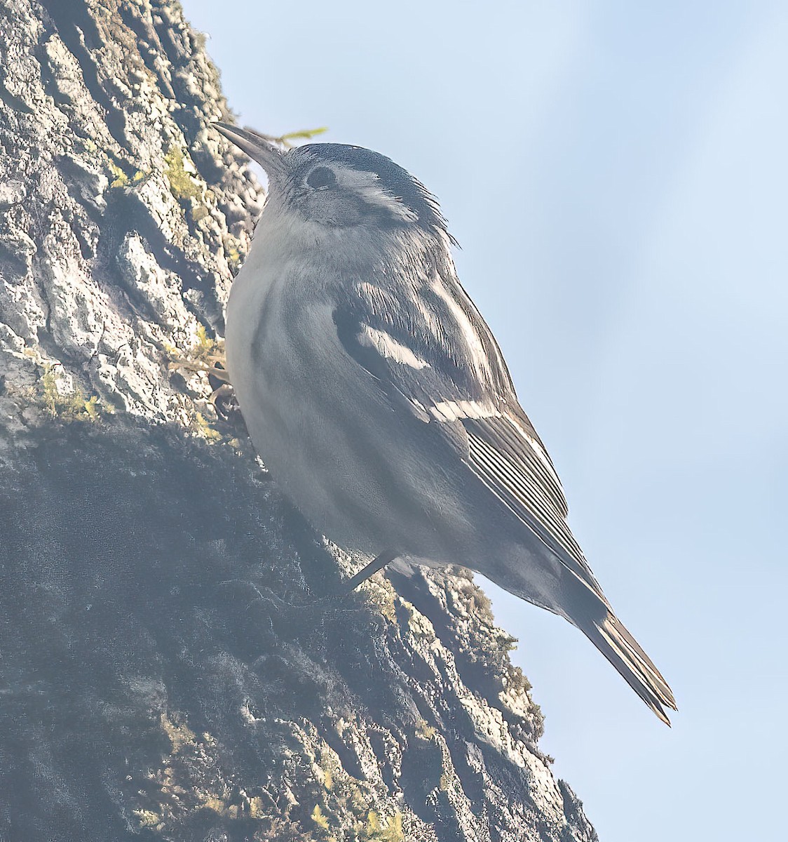 Black-and-white Warbler - ML615059043