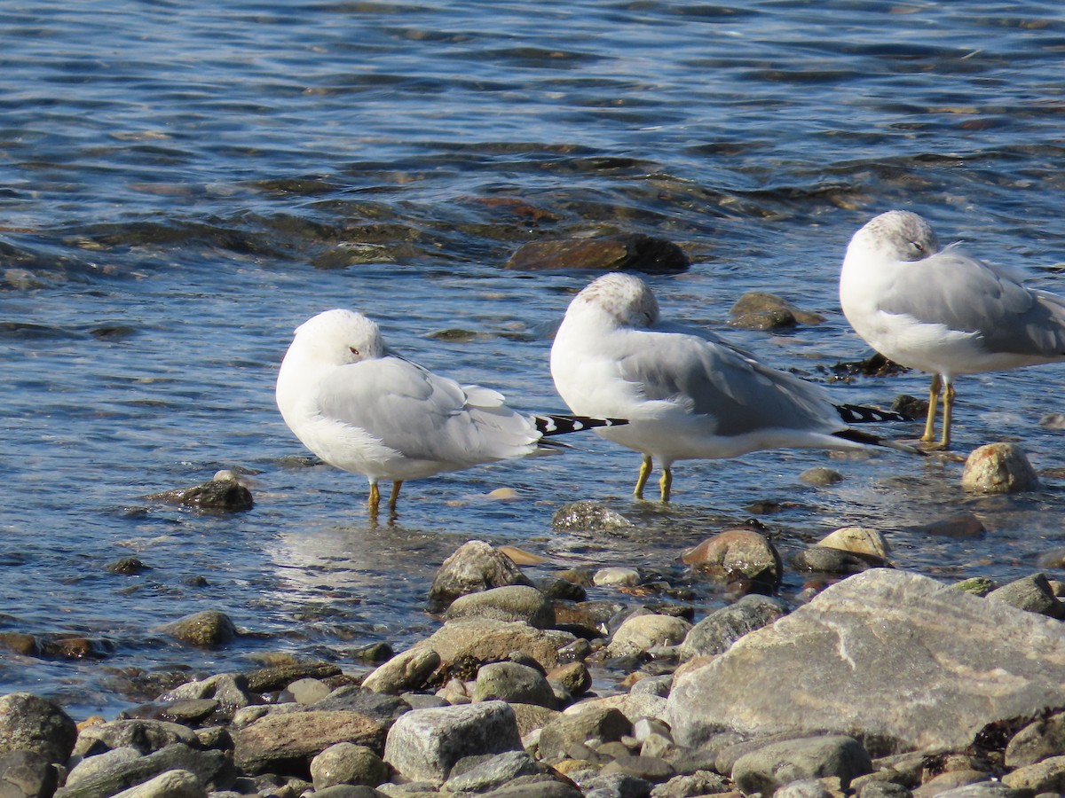 Ring-billed Gull - Amy Burlingame