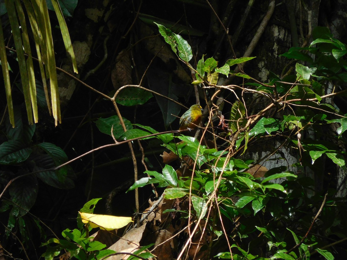 Olive-backed Euphonia - ML615059060