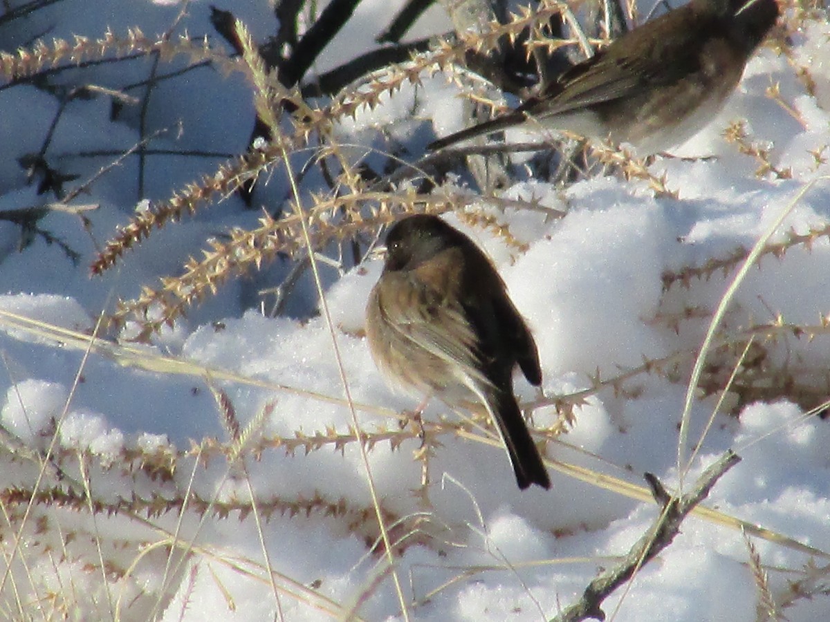 Junco ardoisé - ML615059063