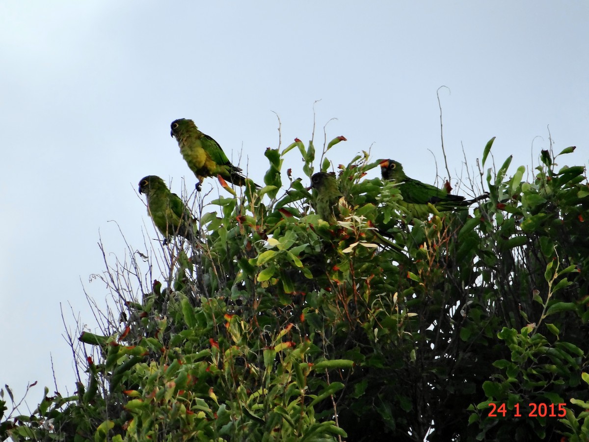 Conure couronnée - ML615059070