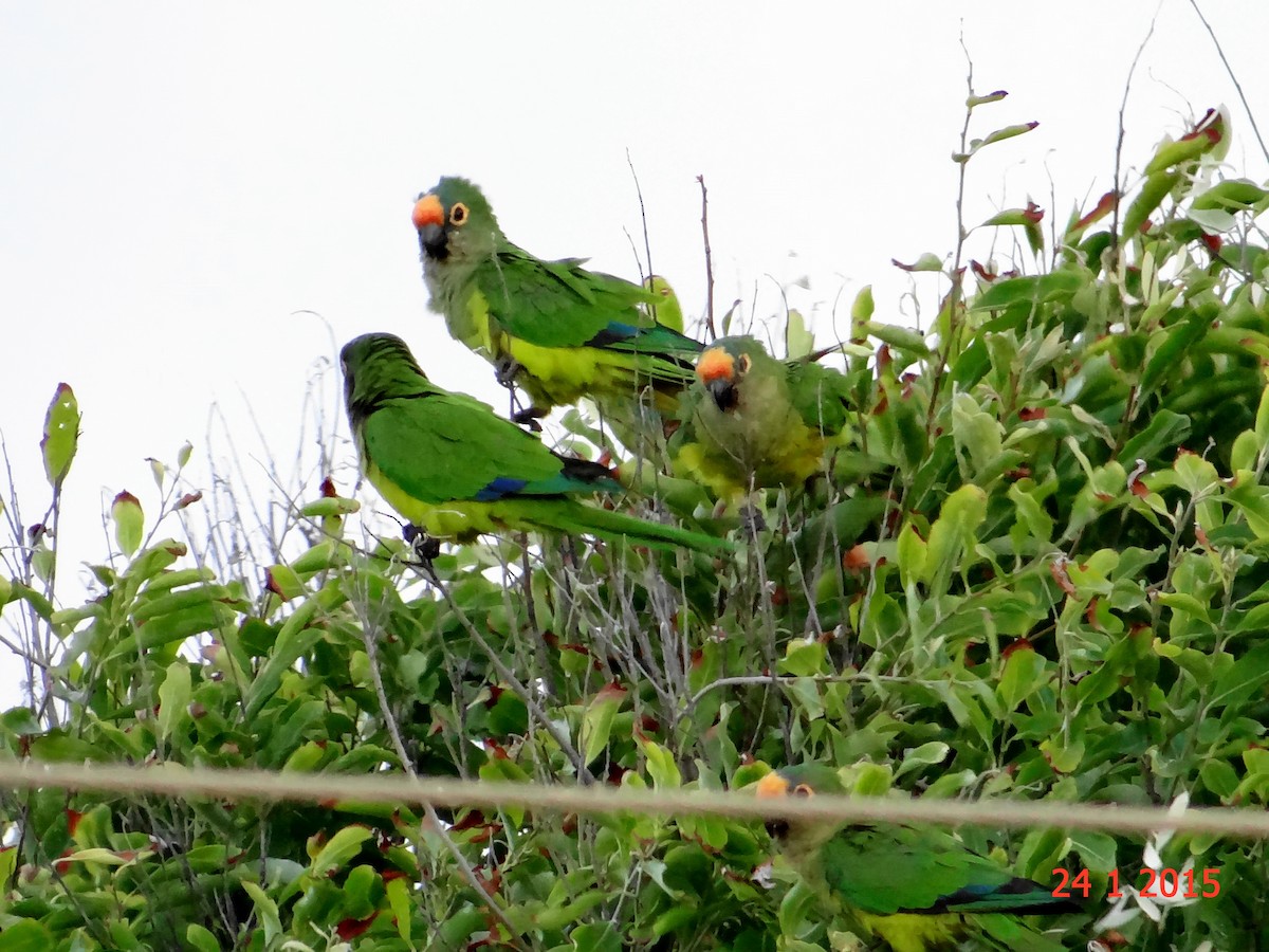 Conure couronnée - ML615059071