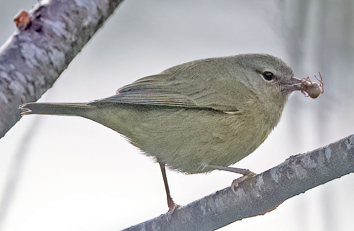 Orange-crowned Warbler - ML615059082