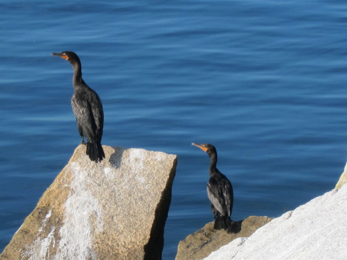 Double-crested Cormorant - ML615059096