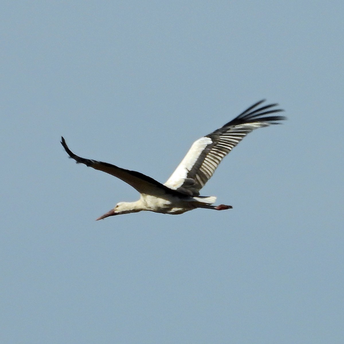 White Stork - ML615059105