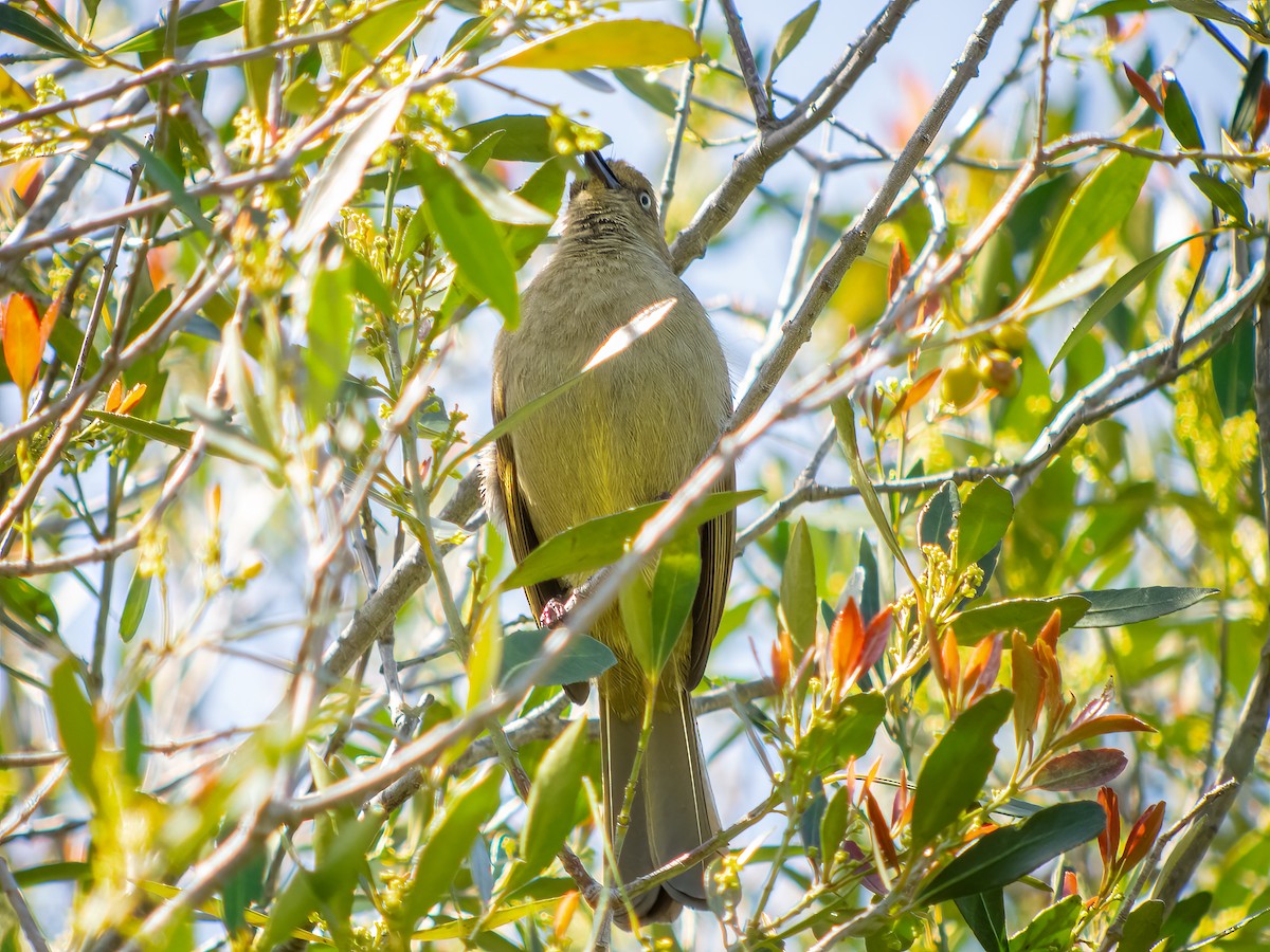 Sombre Greenbul - Martin  Flack